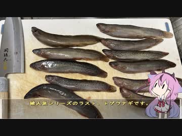 珍食材が食べたい！#168 トゲウナギ丼