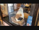 ニタマ駅長＠和歌山電鐵貴志駅20231208 iPhoneSE2 楽天回線またはau回線