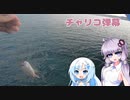 【VOICEROIDフィッシング】チャリコ怖い【フカセ釣り】