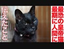 最恐の皇帝猫、終末期に人間に伝えたこと