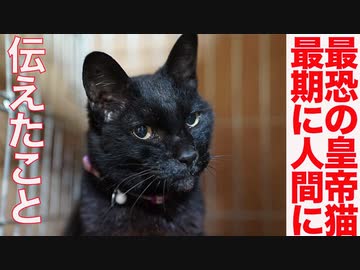 最恐の皇帝猫、終末期に人間に伝えたこと
