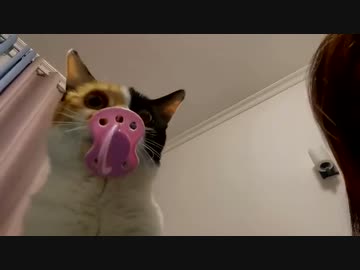 ホモと見る高速おしゃぶり猫