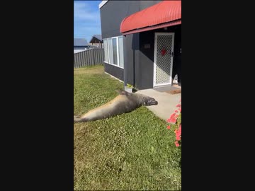 ホモと見る住宅街にお邪魔してしまうアザラシ