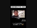 伝説の猫名付け回