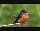 Barn Swallow (Hirundo Rustica) Perched On Sign Zoom In For Closeup 2013