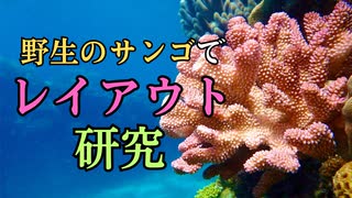 野生のサンゴから学ぶレイアウト