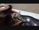 拾いねこ＠生後4146/71日目　最近大人猫の良さを再確認。