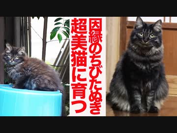 因縁のちびたぬき猫、保護されて幸せになる