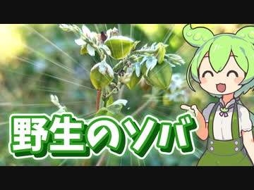野生のソバの実でスープを作るずんだもん