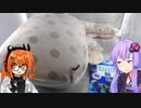ゆかりさんって水族館らしいおみやげも買えたんですね!