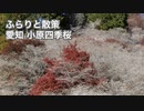 ふらりと散策 愛知 小原四季桜