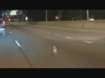 ホモと見るハイウェイを爆走するチワワ