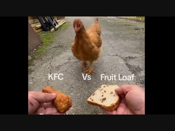 ホモと見る究極の２択