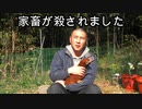 ぴ【謝罪】ニワトリのベッカムがタヌキにやられました。