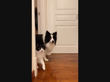 ホモと見るまるで親子のような犬と猫