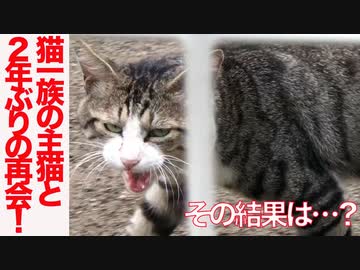 猫一族の主猫と2年ぶりの再会の結果…!?