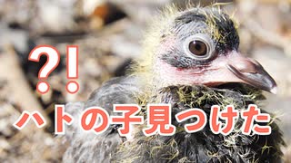 ハトの雛！真冬でも繁殖するようです