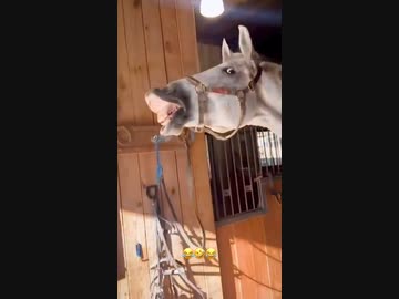 ホモと見るネコの尻を狙うウマ