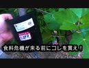 【ぴ】一生栽培できる作物を買いました。