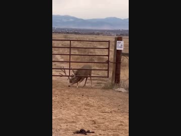 ホモと見る賢い鹿