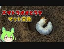 【クワガタ飼育】スマトラオオヒラタ飼育記＃4