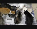 今週のおやつ（本隊）【蒼民家の猫々】