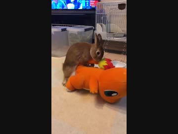 ホモと見るヒトカゲを犯すウサギ