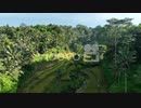 Rice fields in central Bali - Indonesia