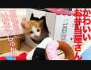 置き去り保護子猫、記念すべき猫はじめの一歩