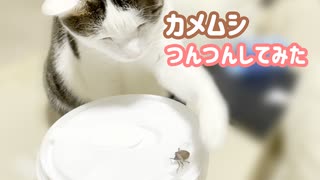 猫がカメムシをつんつんしてみた