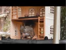 家の裏で野鳥とニホンリスを眺める　その1