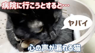 「ヤバイ」としゃべる猫　病院に連れて行こうとしたら・・・