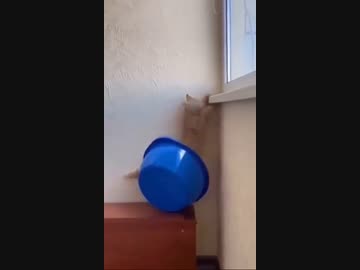 ホモと見る封印される猫