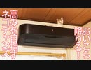 高みを目指せ！エアコン上のネコチャンズ