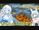 2023年12月18日　農作業日誌P847　月曜日だけど出稼ぎに行きポンカンを収穫していたよ