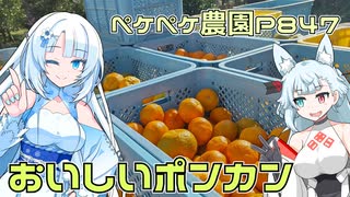 2023年12月18日　農作業日誌P847　月曜日だけど出稼ぎに行きポンカンを収穫していたよ