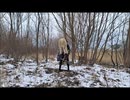 CRYSTAL VIPER - Night of the Sin　カバー　おかま