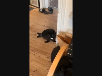 ホモと見る飼い主に加工されまくる猫