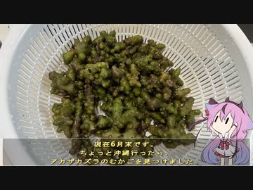 珍食材が食べたい！#169 アカザカズラむかごバター炒め