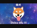初音ミク / Shiba Inu !!!