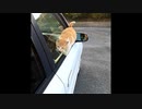 【ショート】野良猫は落ちた