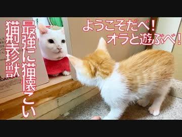最強に猫懐こい猫型珍獣、預かり猫を熱烈大歓迎する