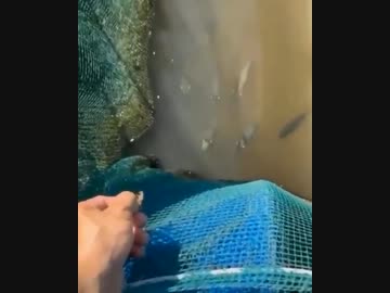 ホモと見るテッポウウオ