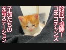 股間は子猫たちの充電ステーション