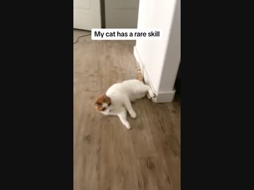 ホモと見る壁をうまく使う猫