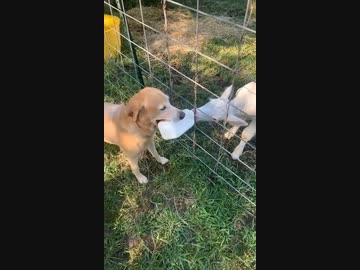 ホモと見る子牛にミルクをあげる犬