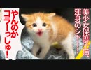 美少女保護子猫、オス三毛猫に渾身のシャー！