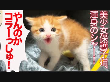 美少女保護子猫、オス三毛猫に渾身のシャー！