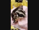 【 #フクロモモンガ 】爪切り後はオヤツ欲しいの！【 #おはモモンガ 】