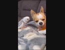 ホモと見る鳥からジングルベルを聞かされる犬